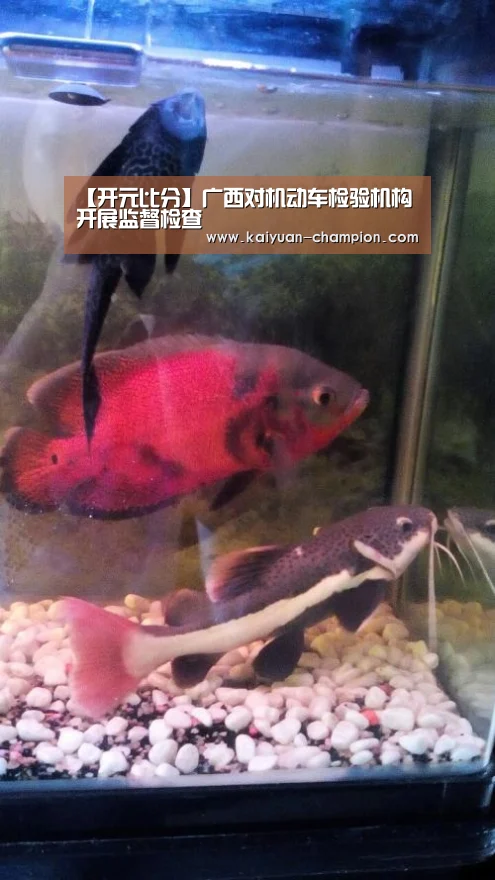 【开元比分】广西对机动车检验机构开展监督检查(图2) 开元比分